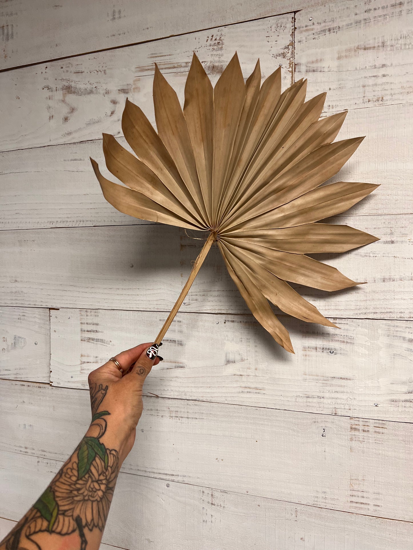 Dried & Preserved Floral |  Palm Fans