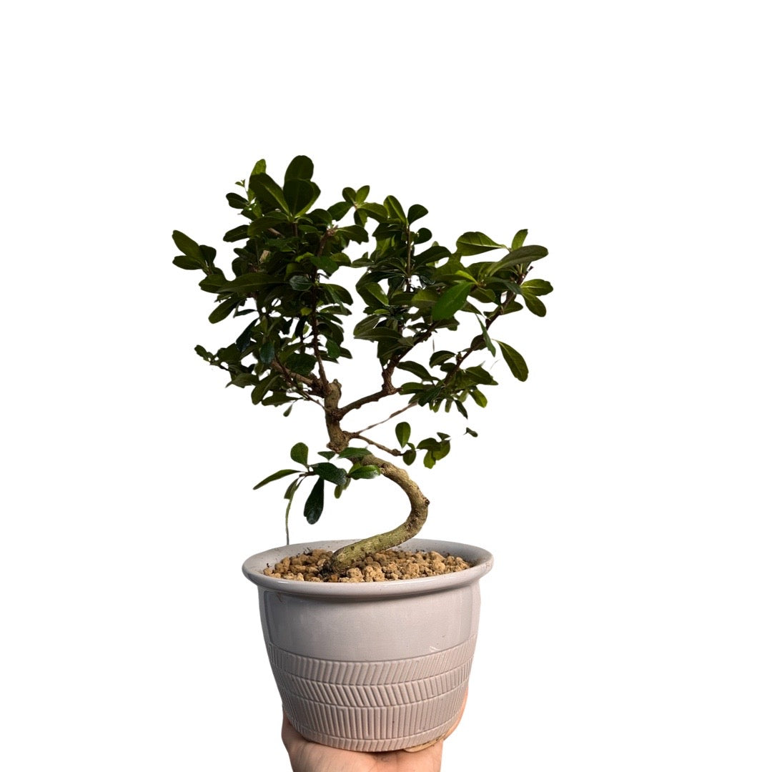 Bonsai Fukien Tea Tree The Botanist Calgary