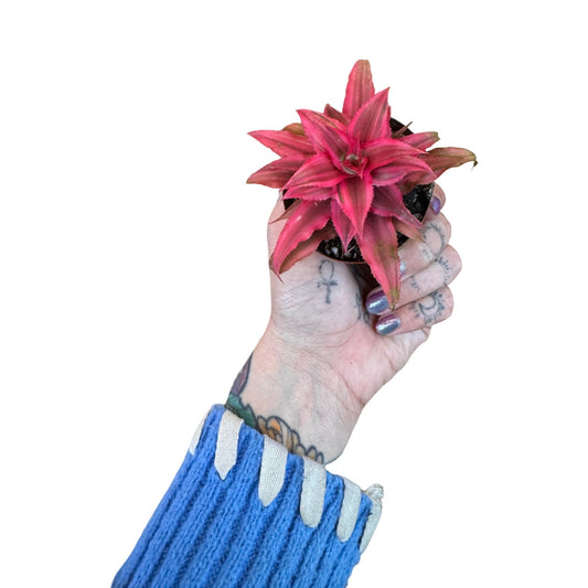 Cryptanthus | Earth Stars Ruby 3"