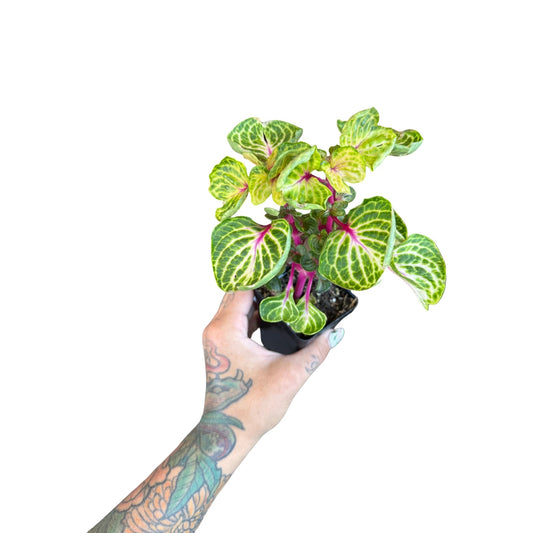 Iresine | Bloody Mary Beefsteak Plant