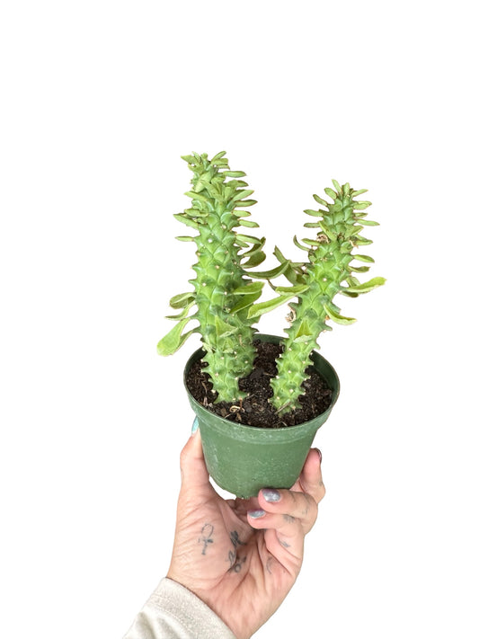 Cactus |  Euphorbia guntherhii