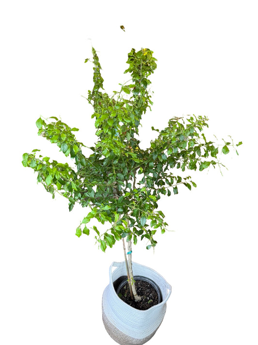 Sapphire Showers Tree 6"