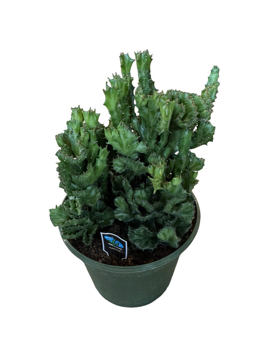 Cactus | Lactea
