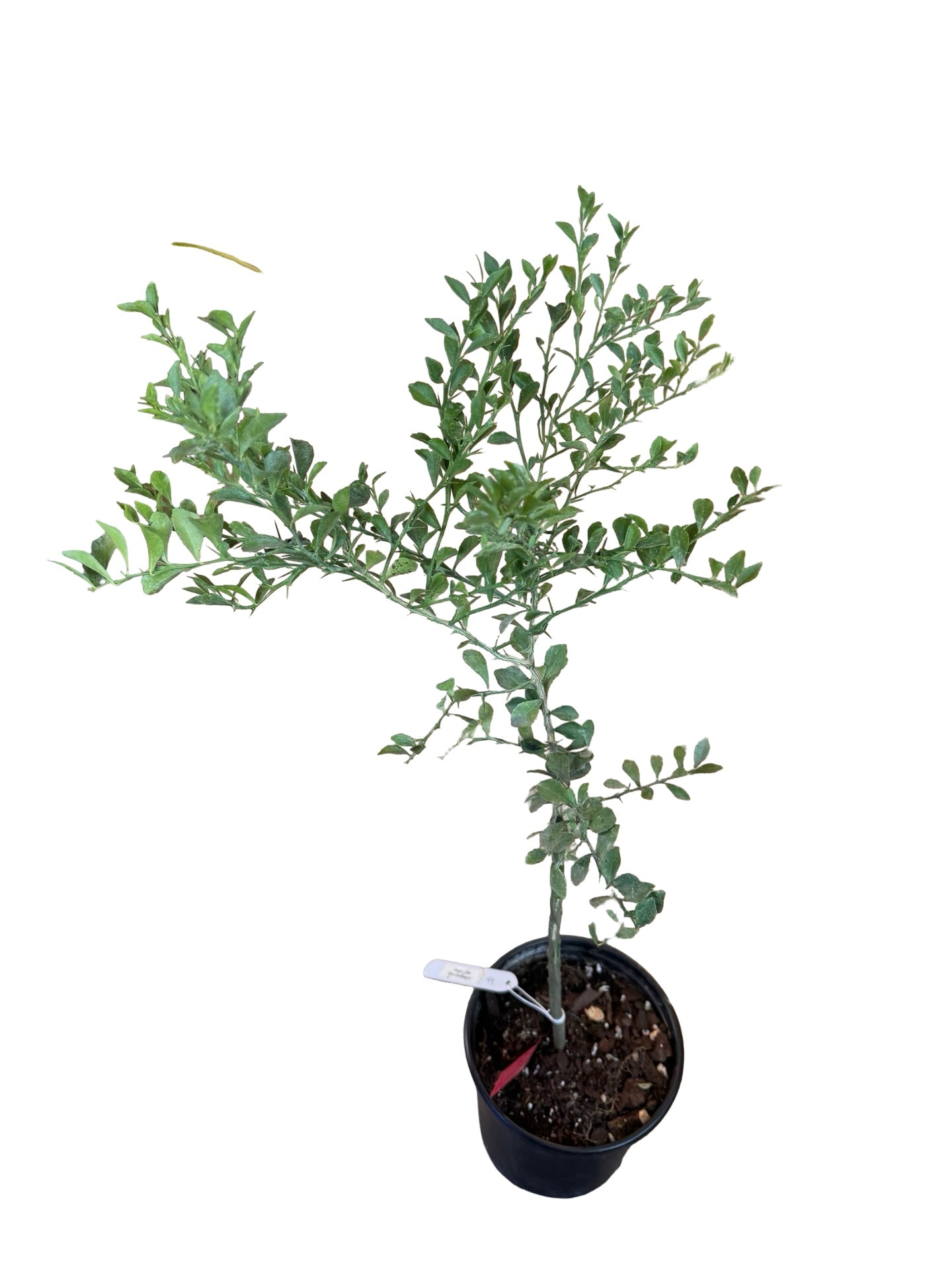Citrus Tree | Finger Lime Red Champagne