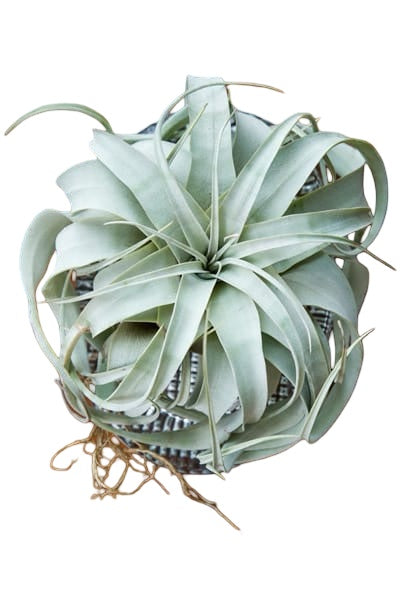 Tillandsia | xerographia