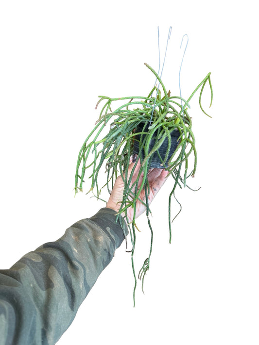 Rhipsalis |Baccifera Pink Pearl
