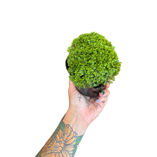 Spike Moss Green