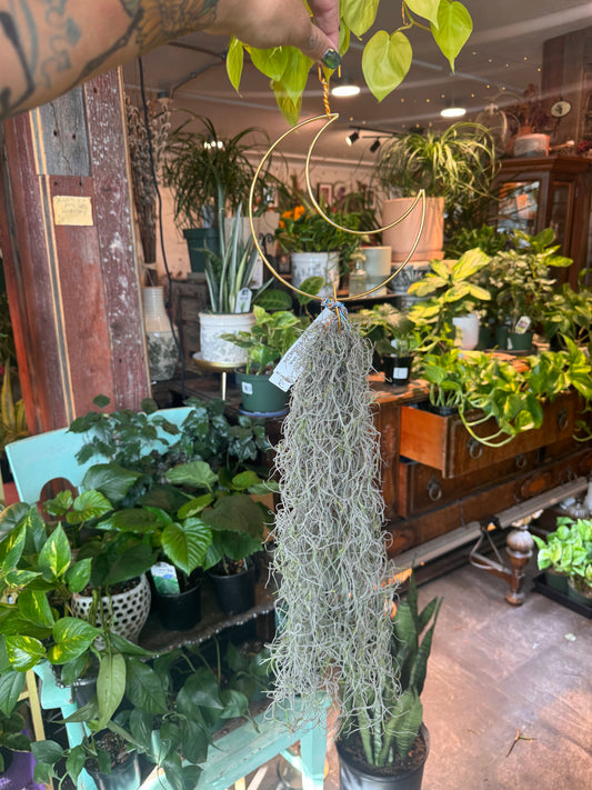 Tillandsia | Usenoides Spanish Moss