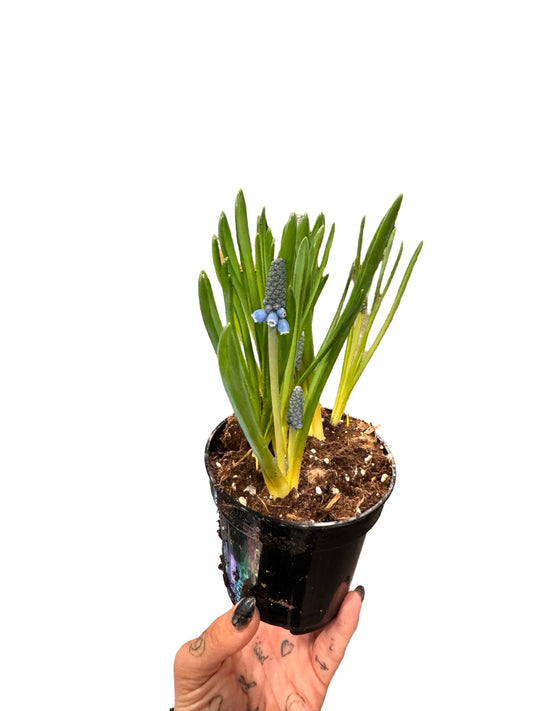 Hyacinth Grape Muscari