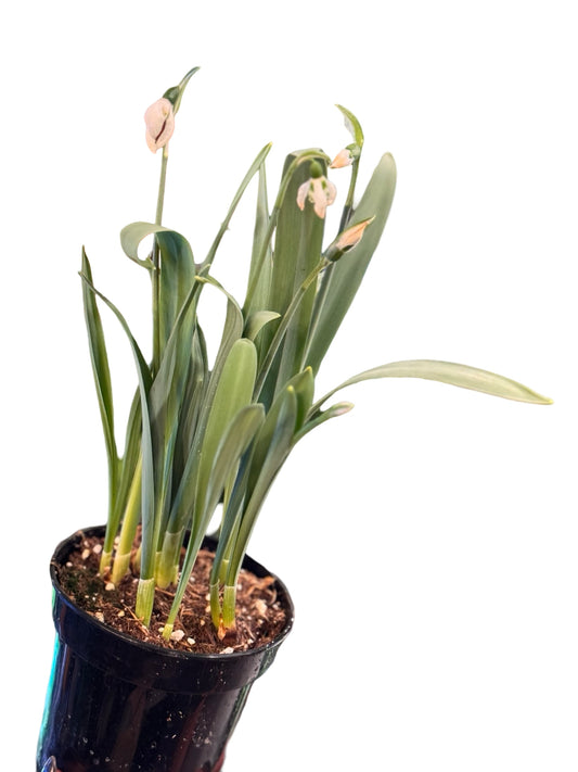 Snowdrop Galanthus