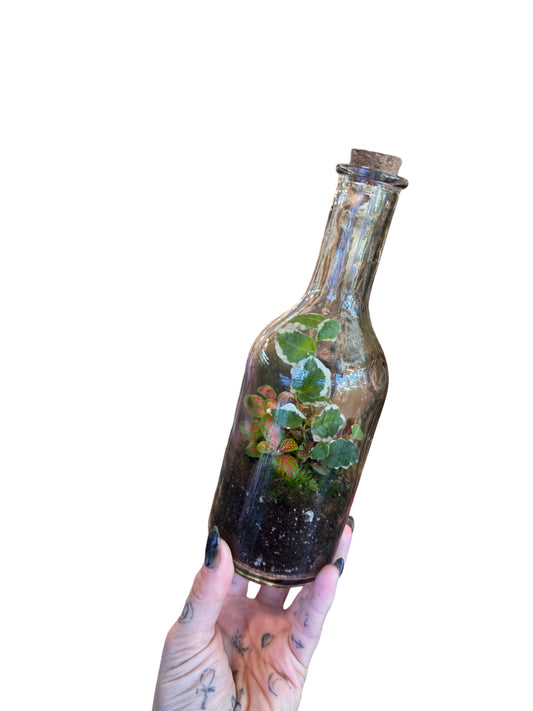 Terrarium “Planties in a Bottle”