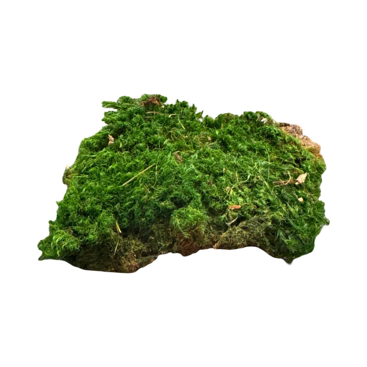 Preserved Moss