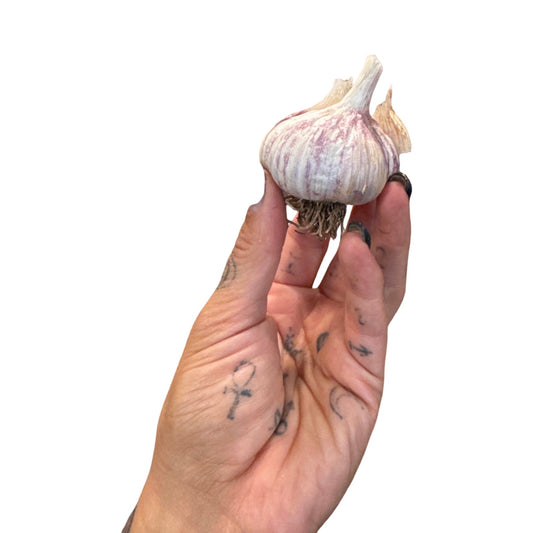 Garlic Botanist Farm| Russian Purple 3pk