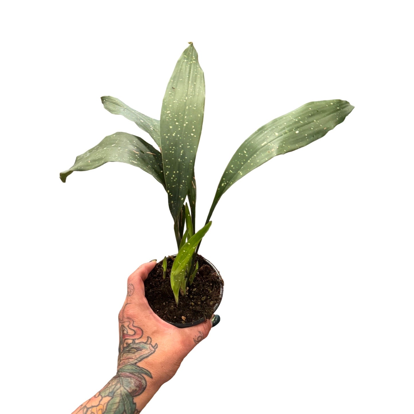 Aspidistra | Cast Iron Milky Way