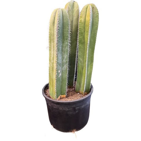 Cactus | Fence Post Pachycereus marginatus