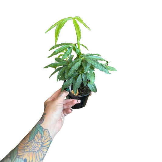 Anthurium | Polyschistum
