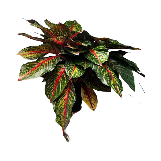 Aglaonema| Rubi 8"