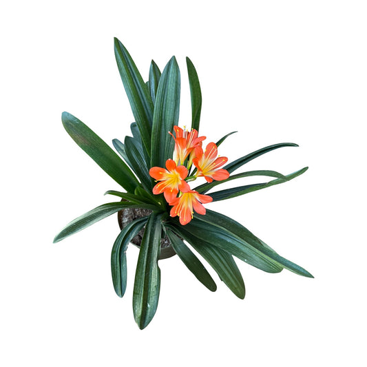 Clivia | Clivia Miniata 8"
