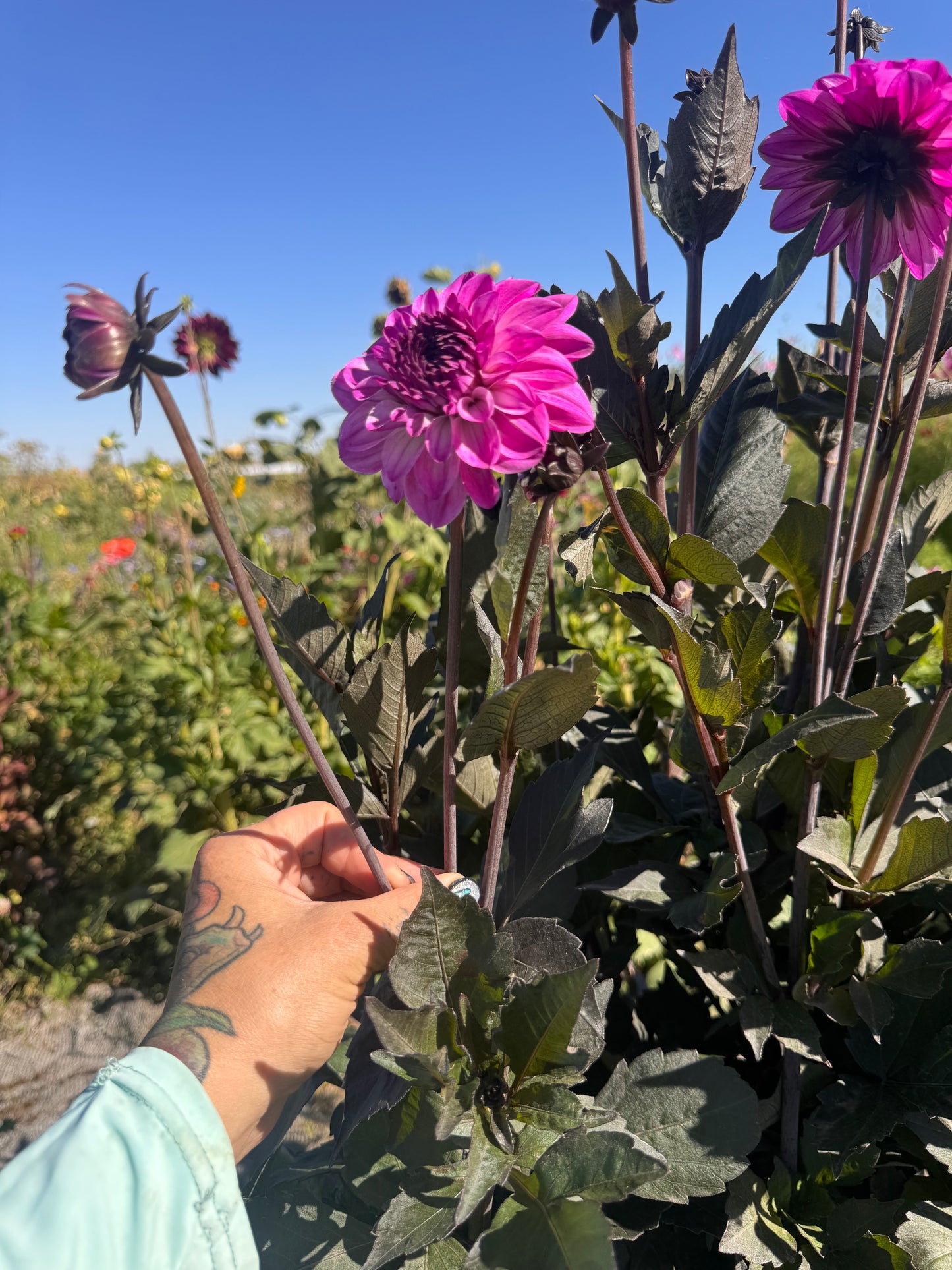 Dahlia Tubers | Muchacha Decorative