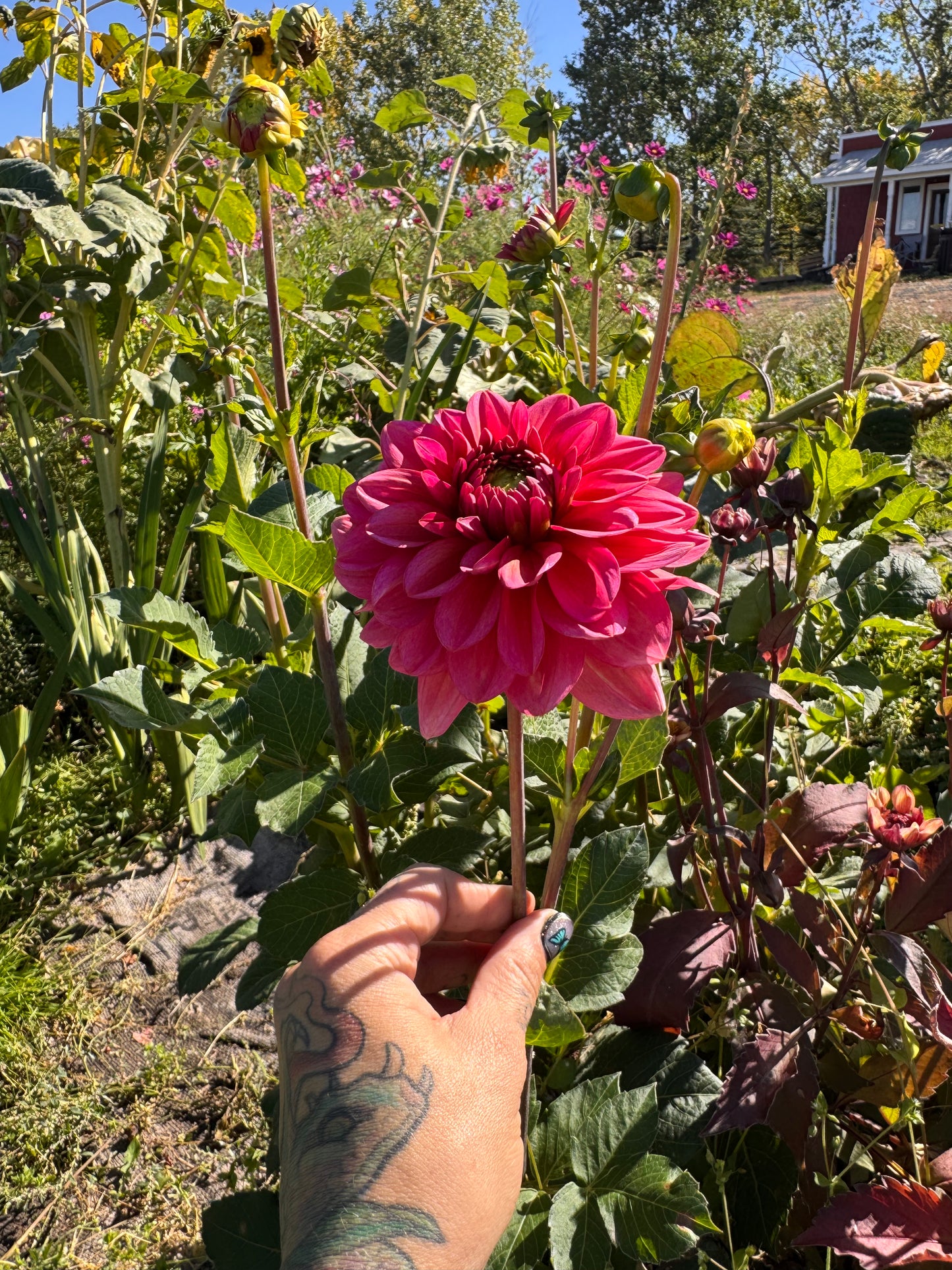 Dahlia Tubers | Salmon Runner Decorative