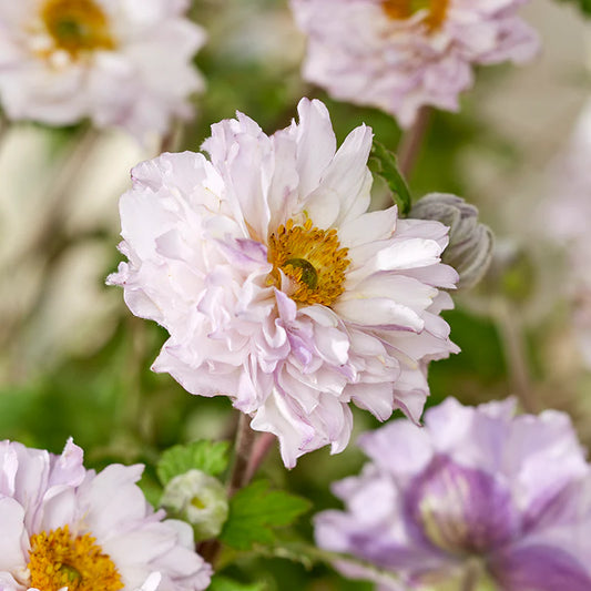 Japanese Anemone | Garden Seedling