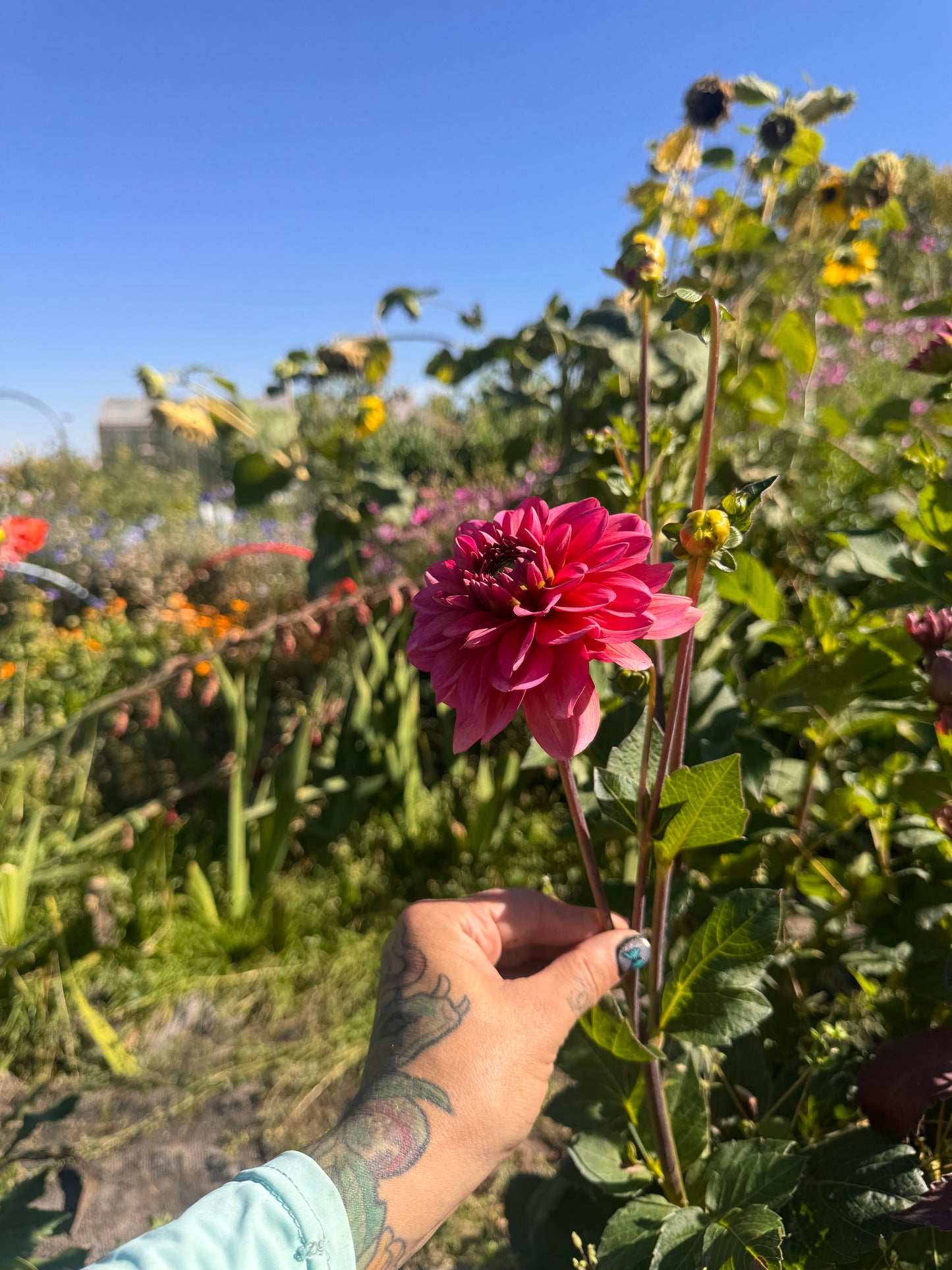 Dahlia Tubers | Salmon Runner Decorative