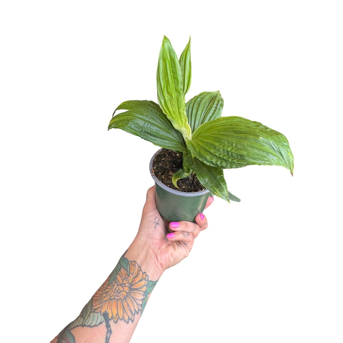 Jungle Drum Plant