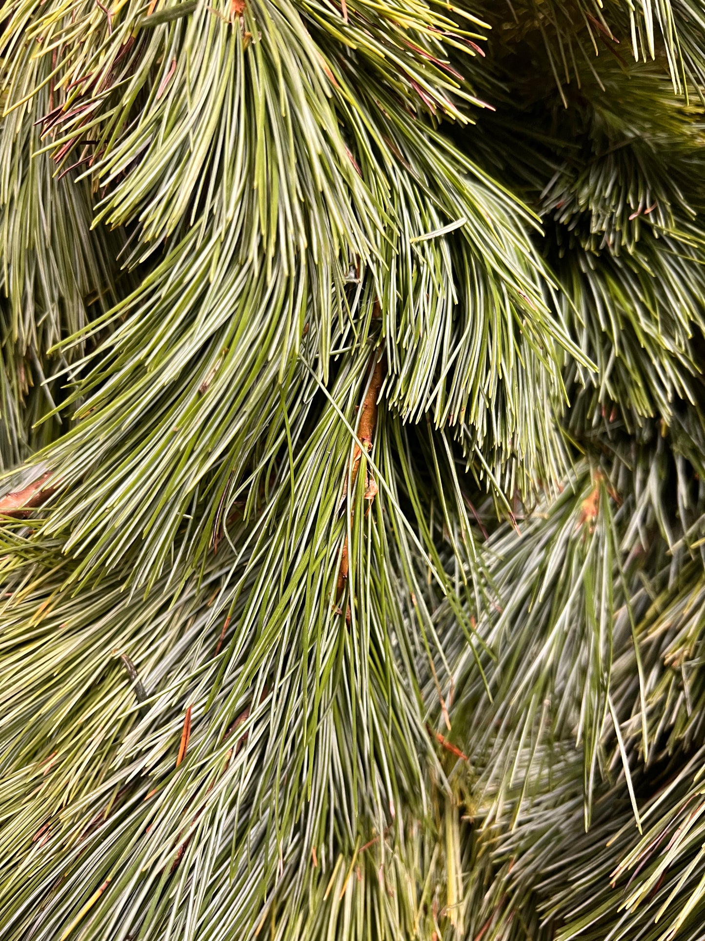 Fresh Winter Greens & Branches | White Pine