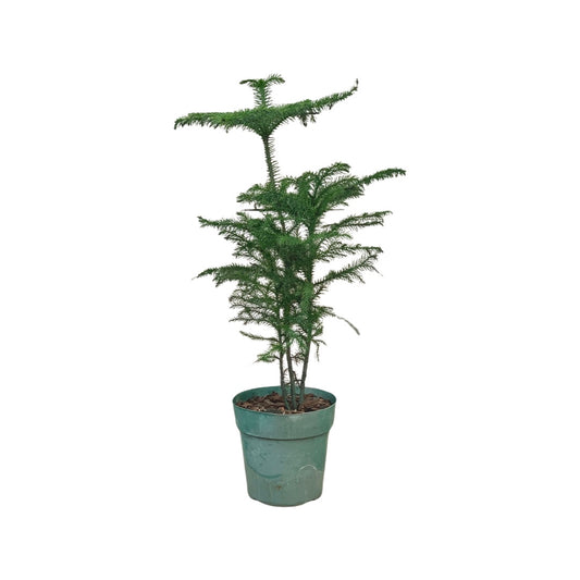 Norfolk Island Pine