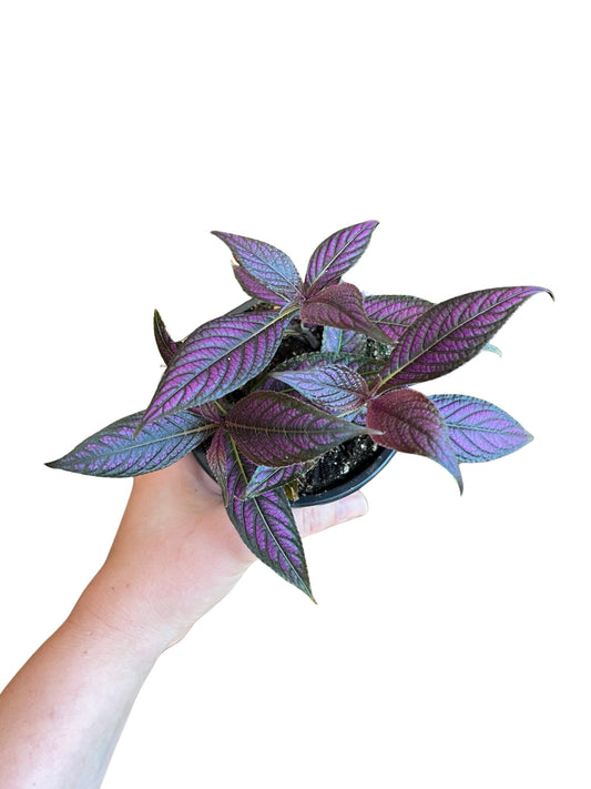 Persian Shield 4"