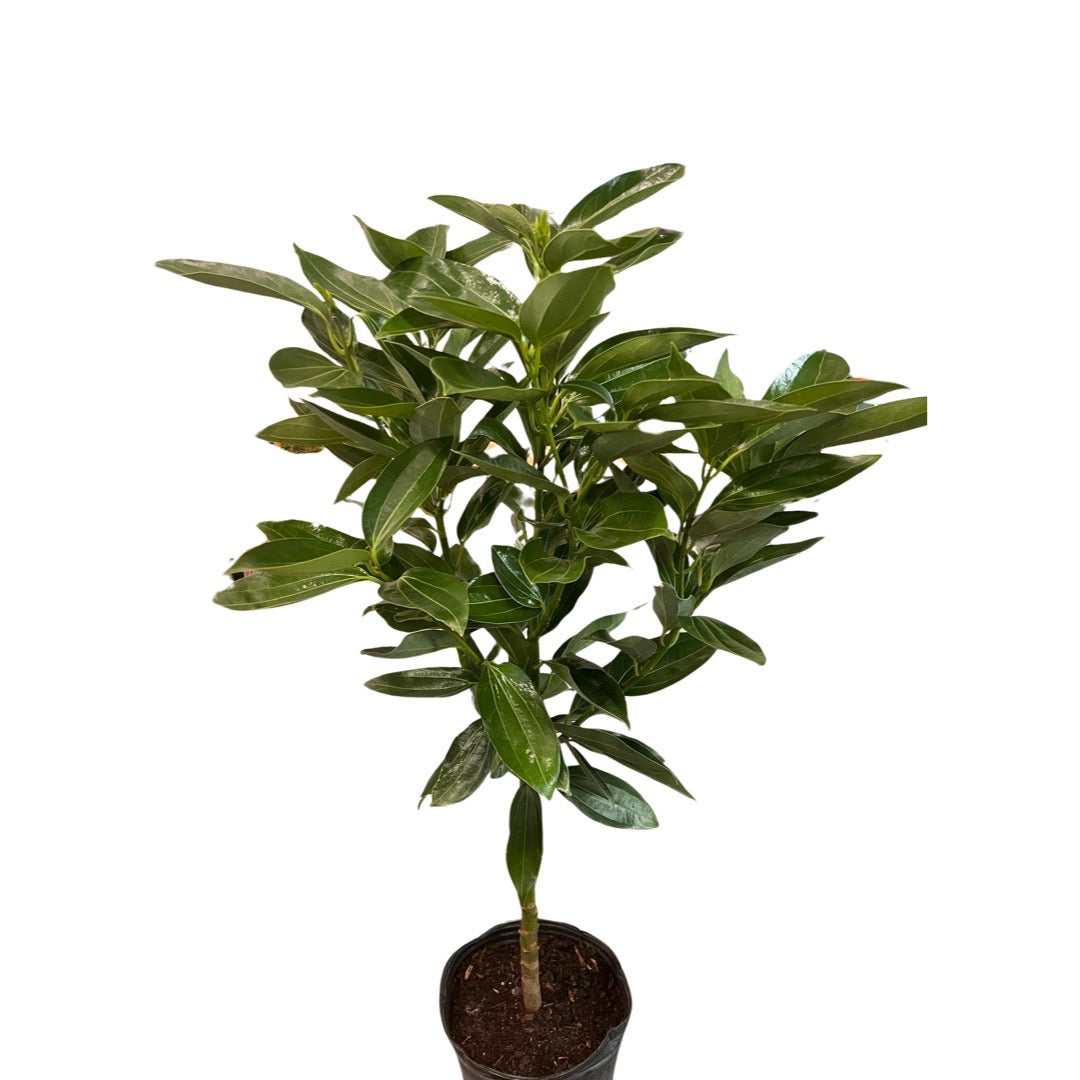 Cinnamon Tree