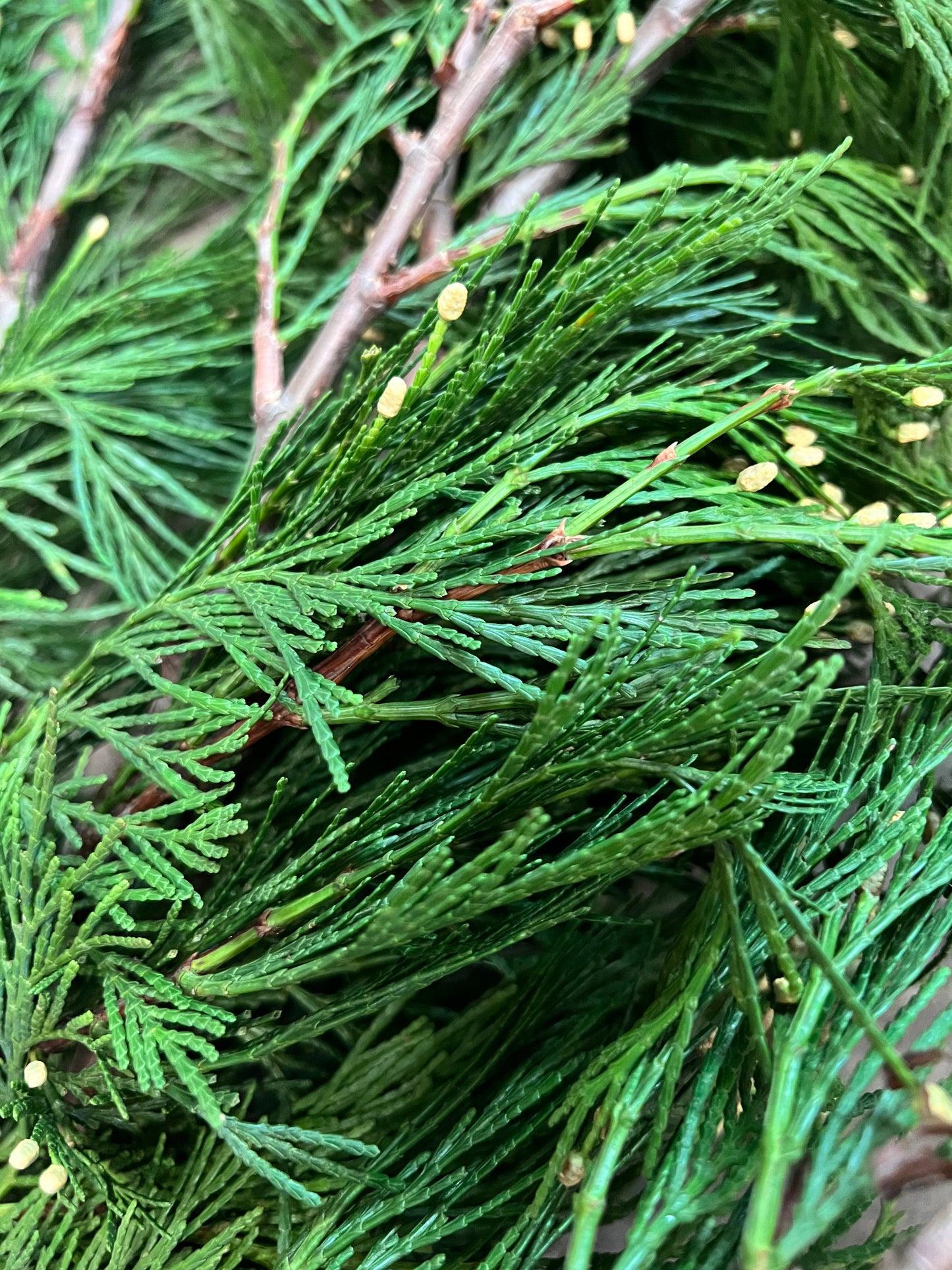 Fresh Winter Greens & Branches | Incense Cedar