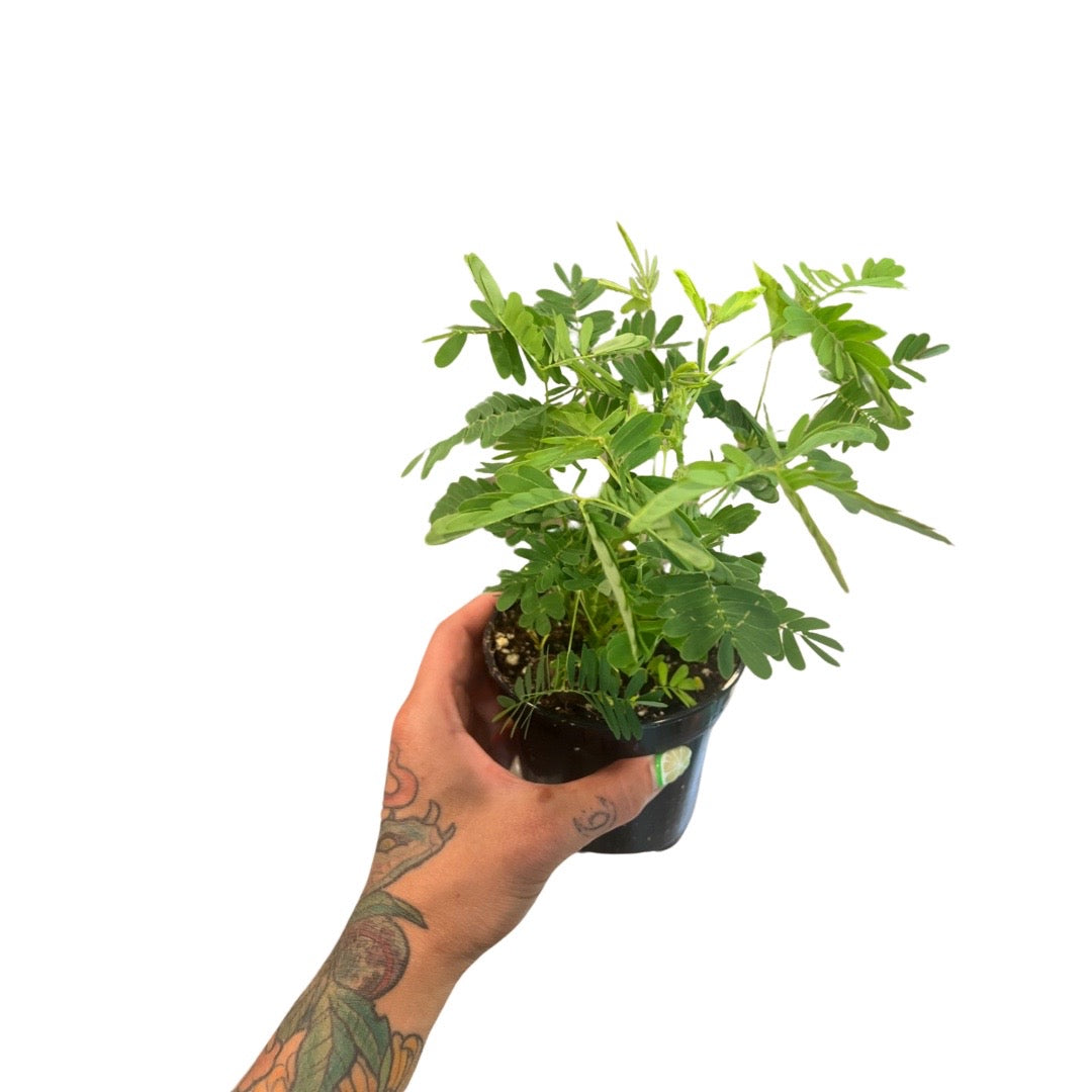Mimosa Pudica | Sensitive Plant 4"