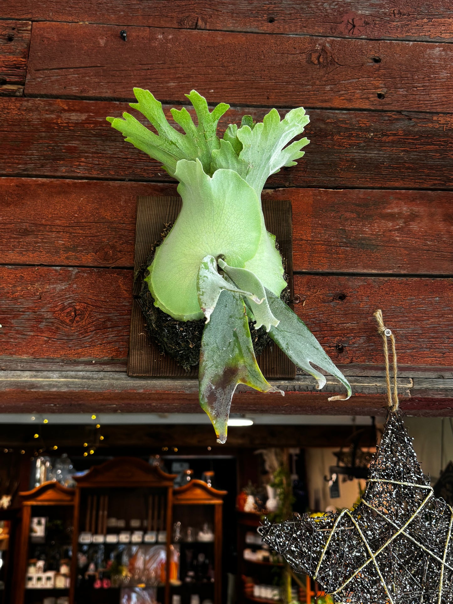 Fern | Staghorn Mount Willinikii
