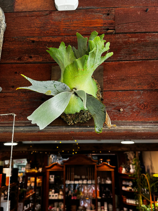 Fern | Staghorn Mount Willinikii