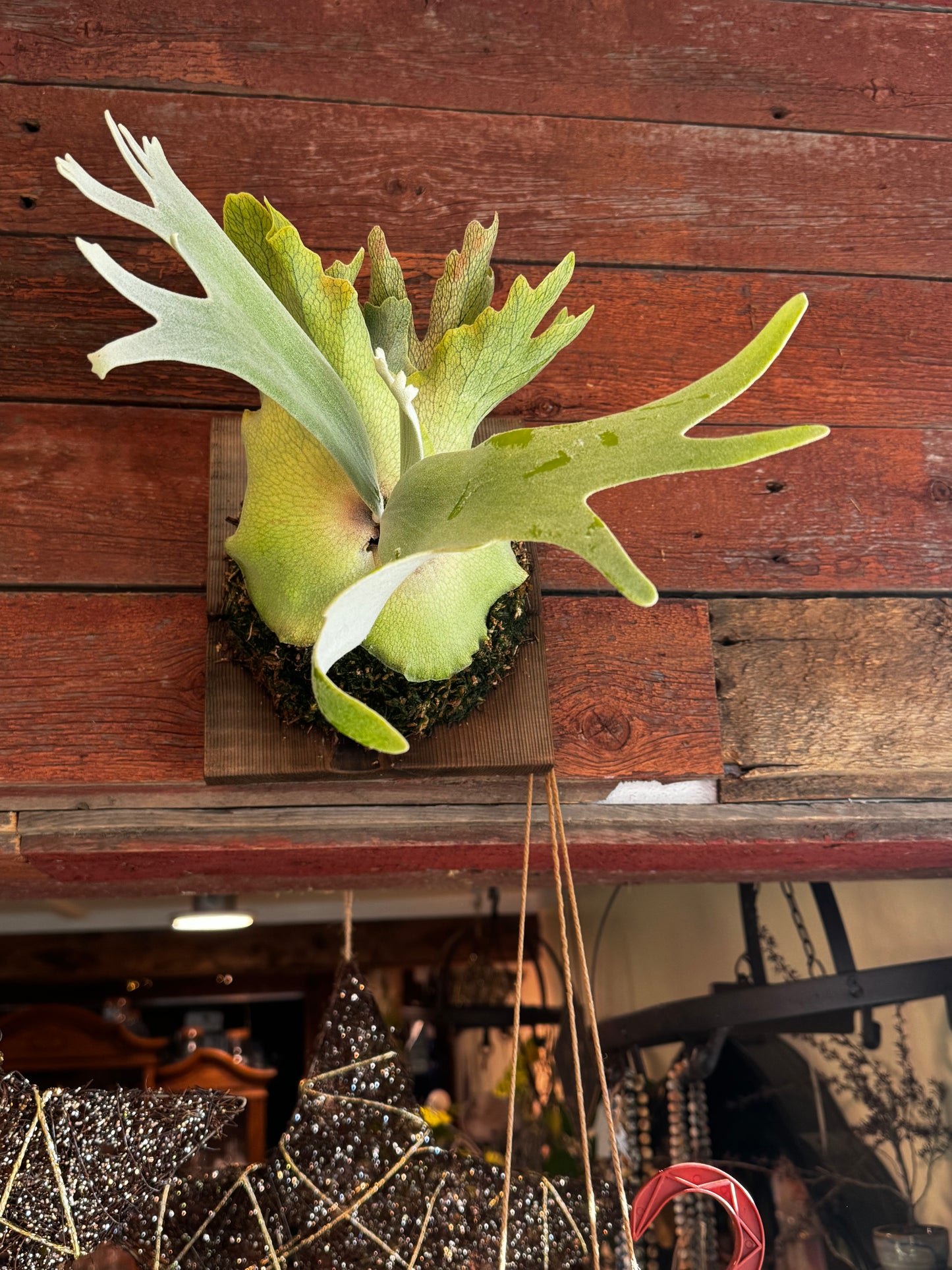 Fern | Staghorn Mount Willinikii