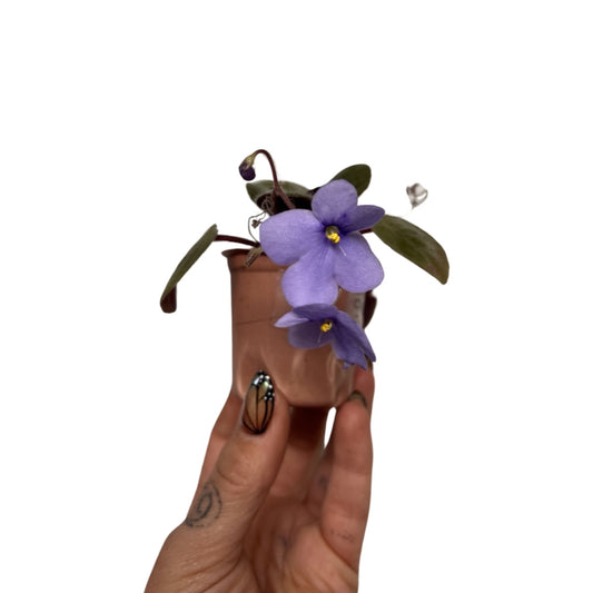 African Violets | Blue Cascade Trail