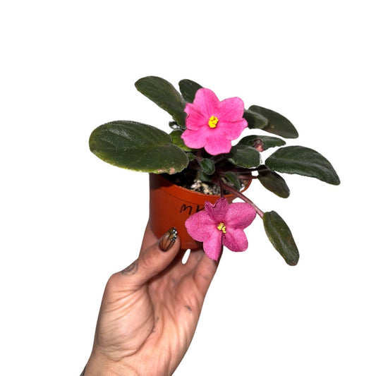 African Violets | Pueblo Standard