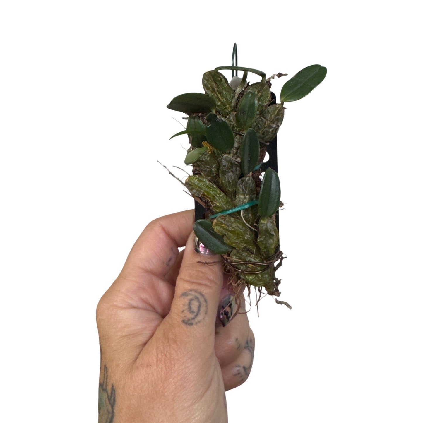 Orchids | Dendrobium Jenkinsii