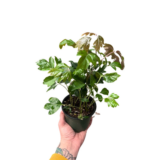 Ivy | Danish