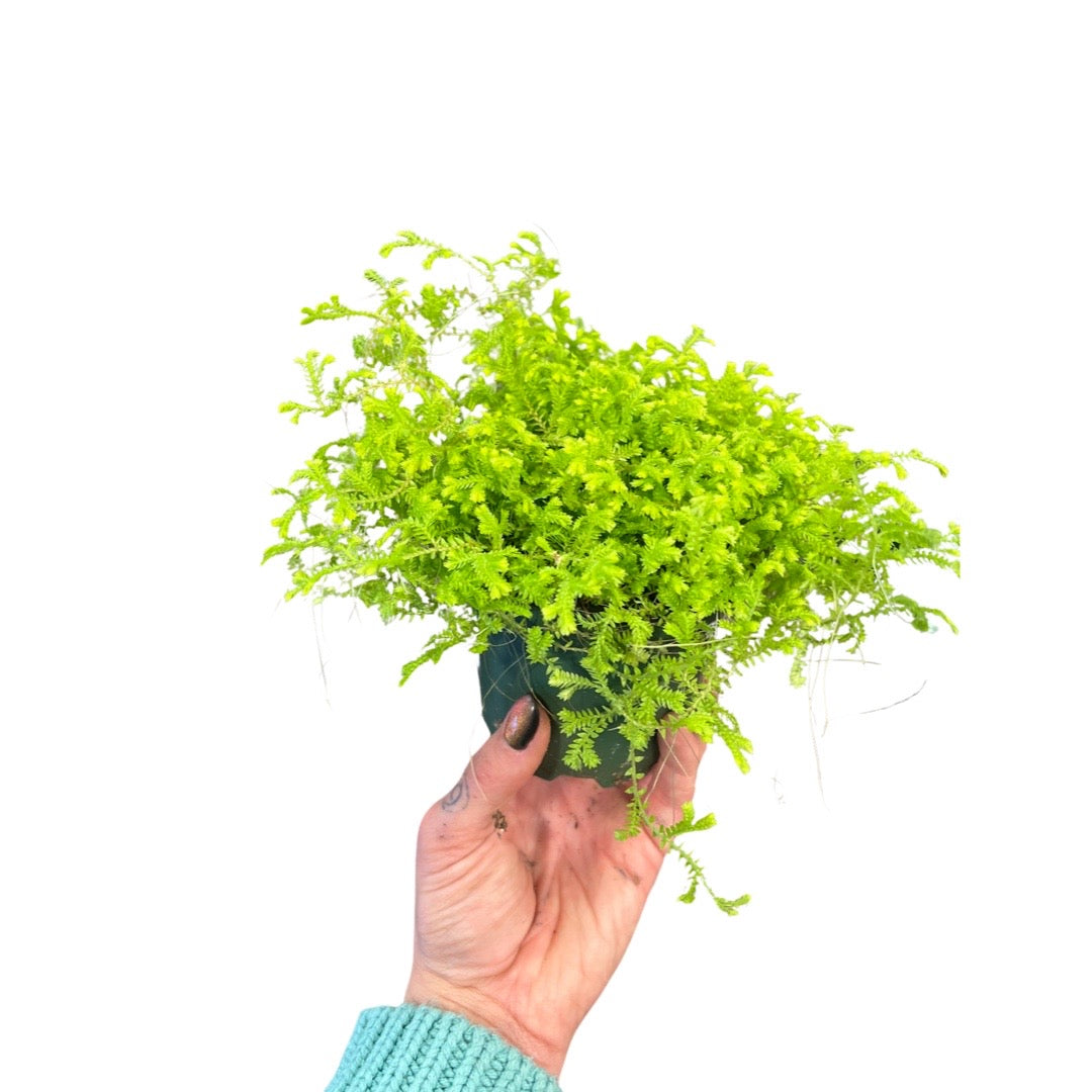 Club Moss