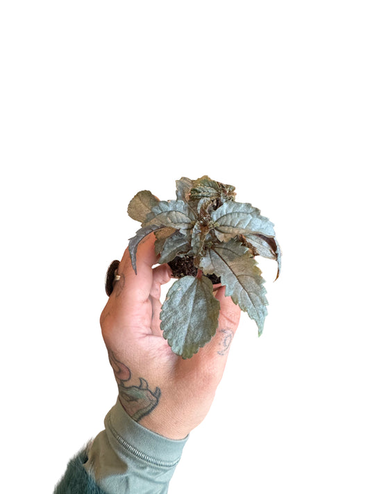 2” Pilea Ellen