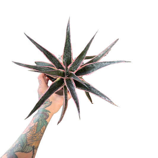 Mangave | Snow Leopard 5” square pot