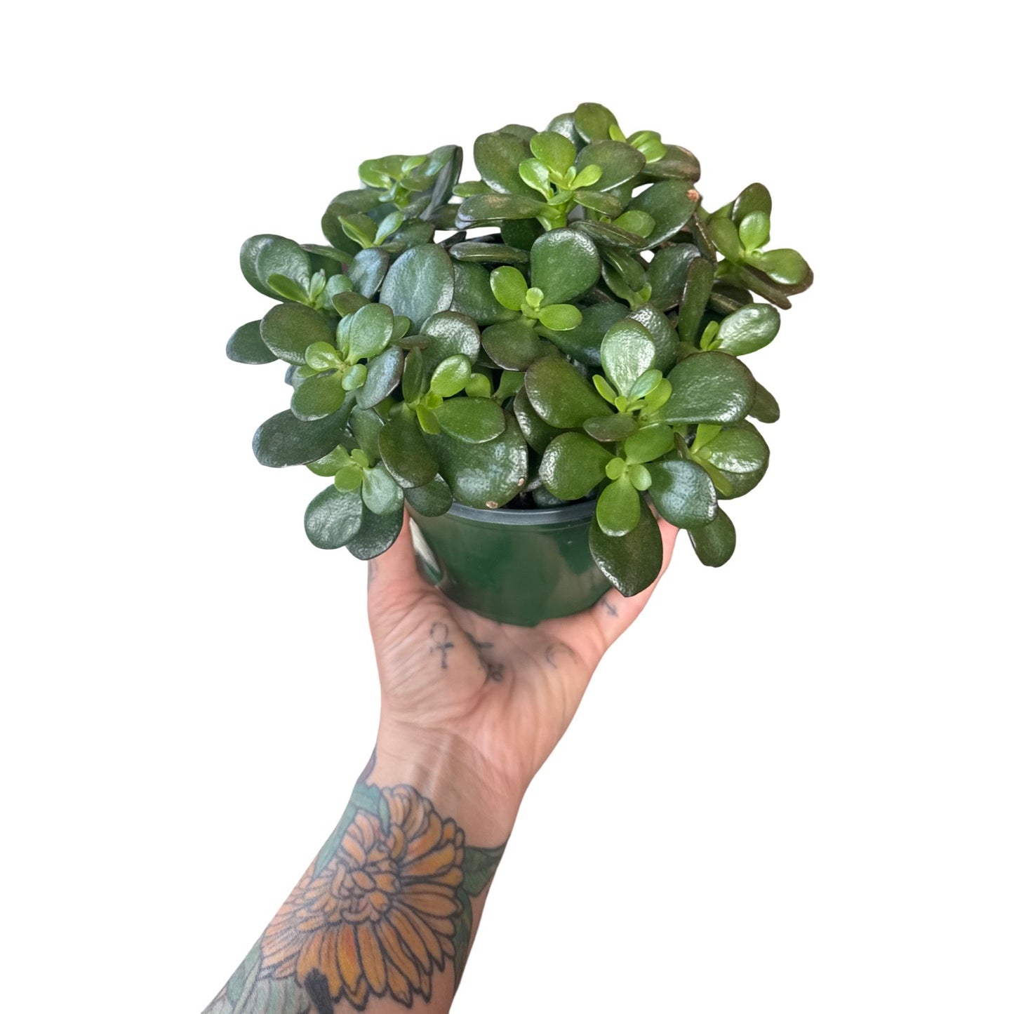 Jade Succulent Mix