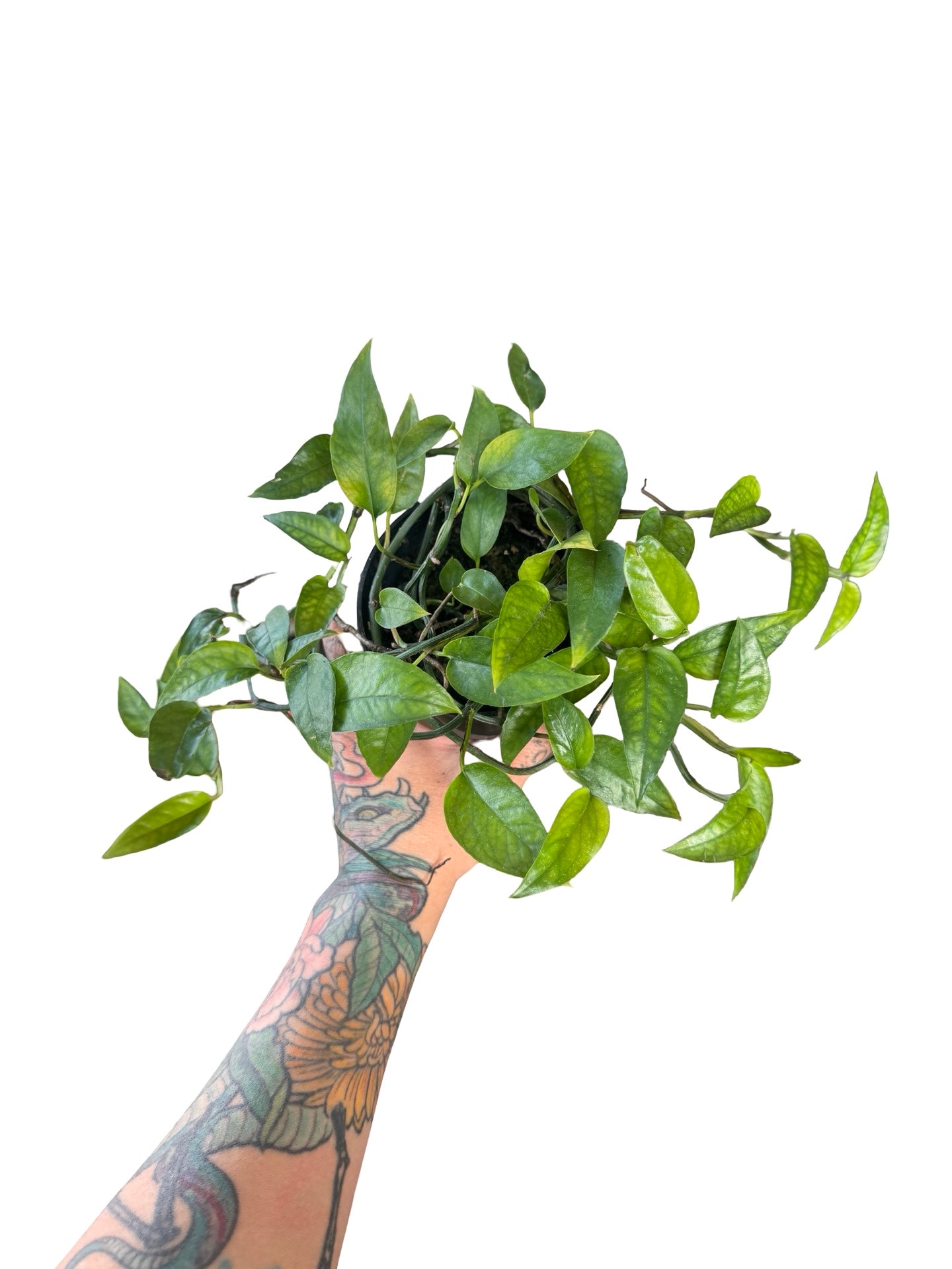 Epipremnum | Skeleton Key – The Botanist Calgary