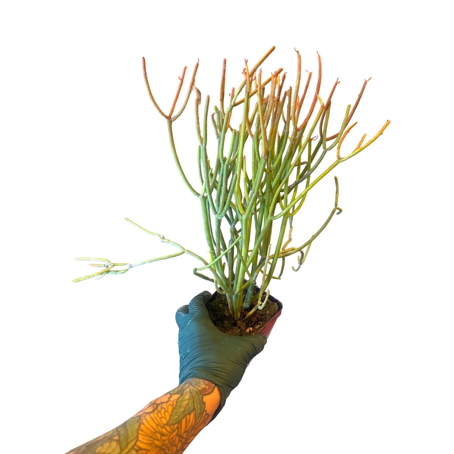 Cactus |  Euphorbia tirucalli