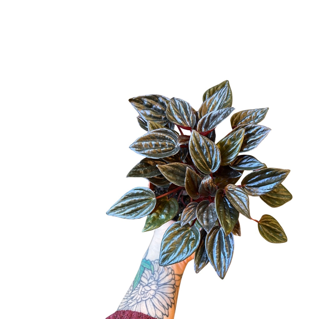 Peperomia | Brasilia 4"
