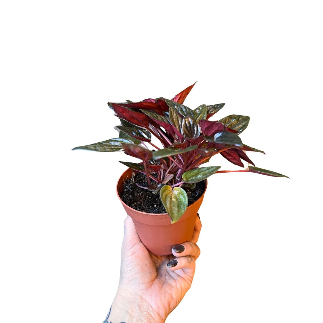 Peperomia | Brasilia 4"