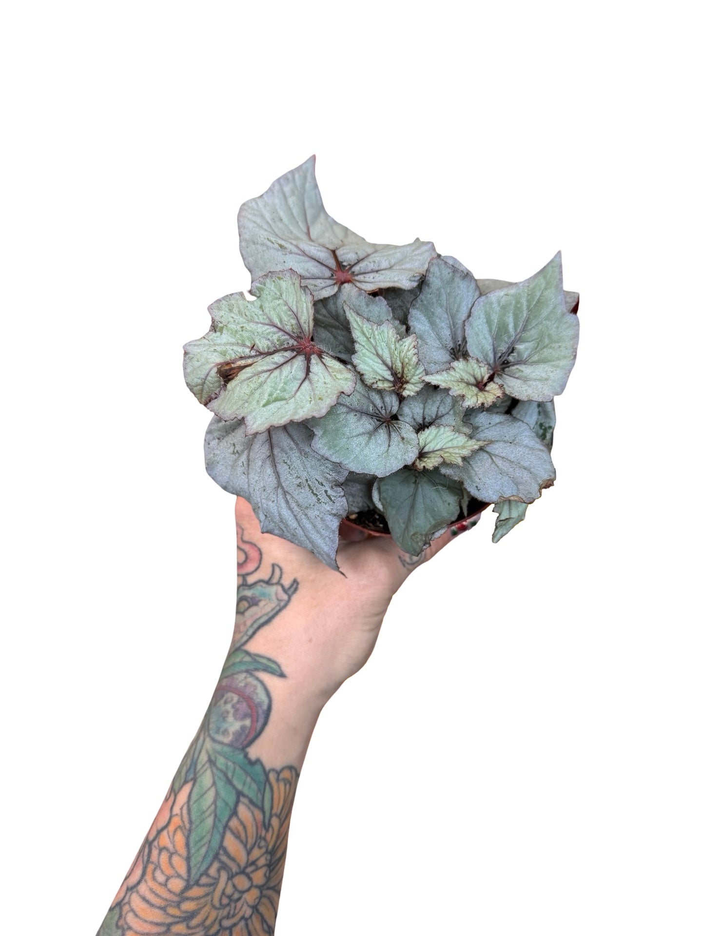 Begonia | Spirit of Laccadive