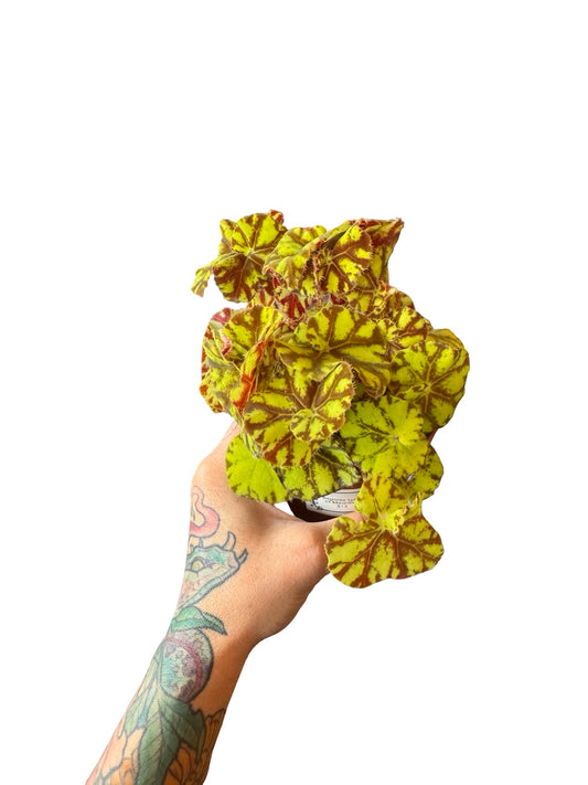 Begonia | Spirit of Mauritius